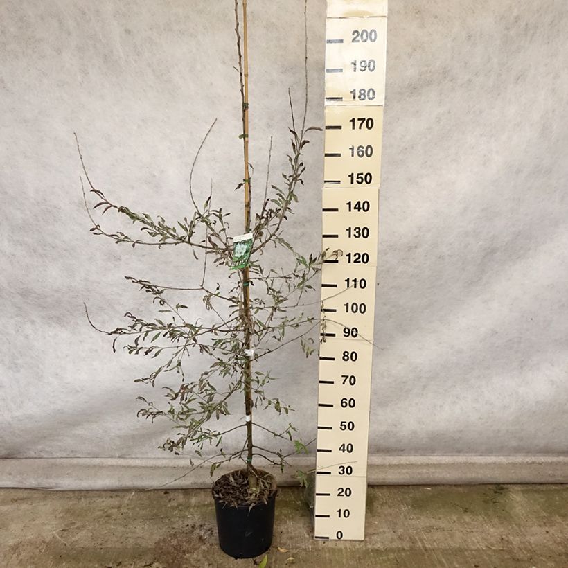 Esimerkki syksyllä toimitetusta Hopeapäärynä Pendula 12 litran/15 litran ruukku-taimesta