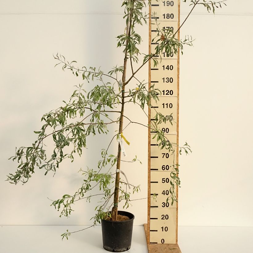 Esimerkki kesällä toimitetusta Hopeapäärynä Pendula Pot de 12L/15L-taimesta