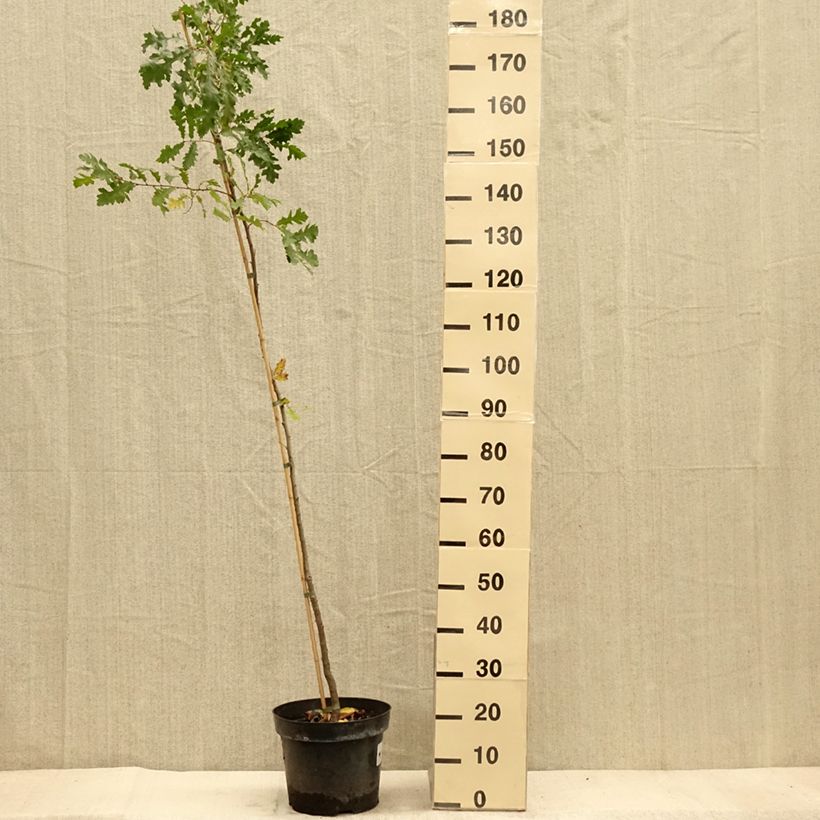 Esimerkki syksyllä toimitetusta Turkintammi - Quercus cerris 7,5 litran / 10 litran ruukku-taimesta