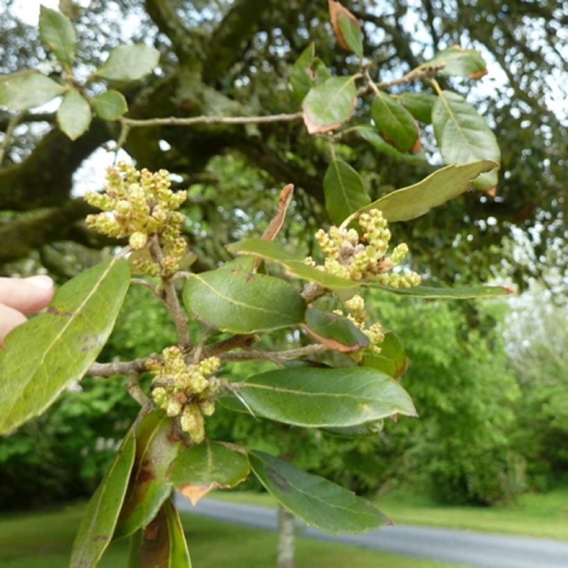 Rautatammi - Quercus ilex (Lehvistö)