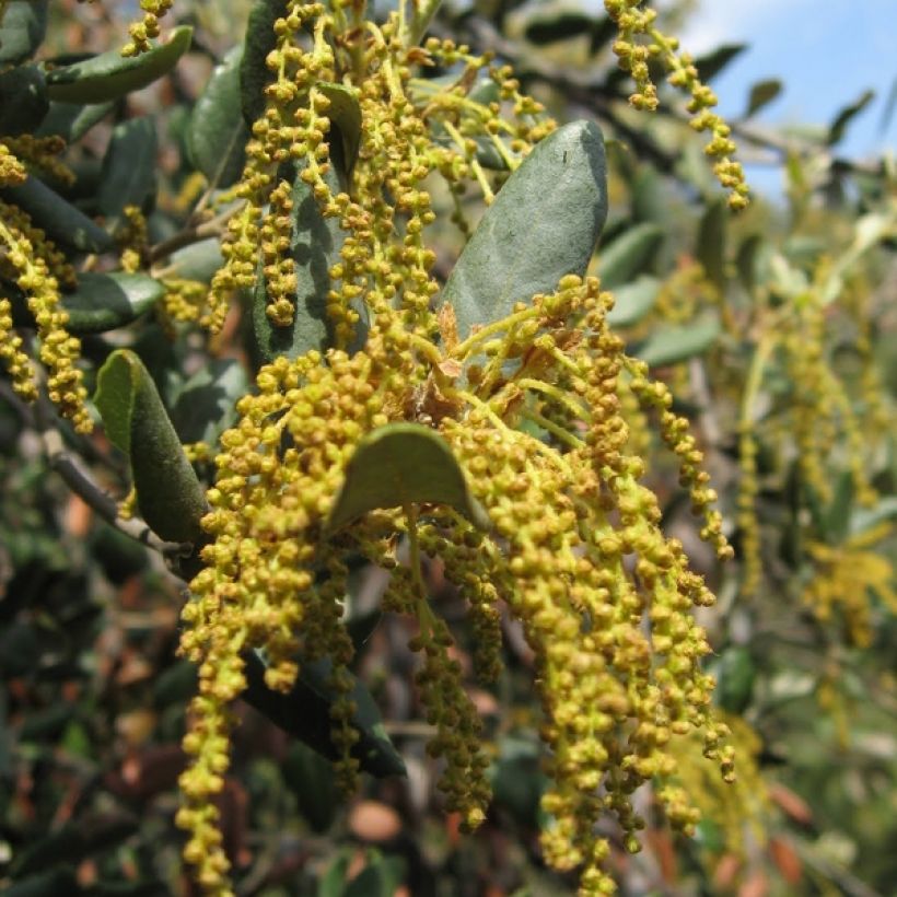 Rautatammi - Quercus ilex (Kukinta)