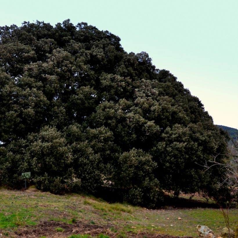 Rautatammi - Quercus ilex (Kasvutapa)