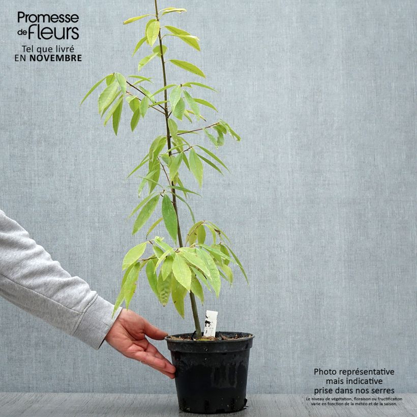 Esimerkki syksyllä toimitetusta Tamme - Quercus myrsinifolia 3 litran/4 litran ruukku-taimesta