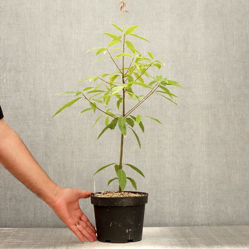 Esimerkki kesällä toimitetusta Tamme - Quercus myrsinifolia Ruukku 3L / 4L-taimesta
