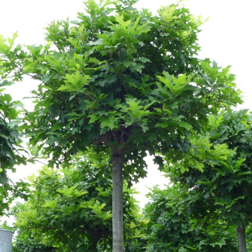Otatammi Green Dwarf (Kasvutapa)