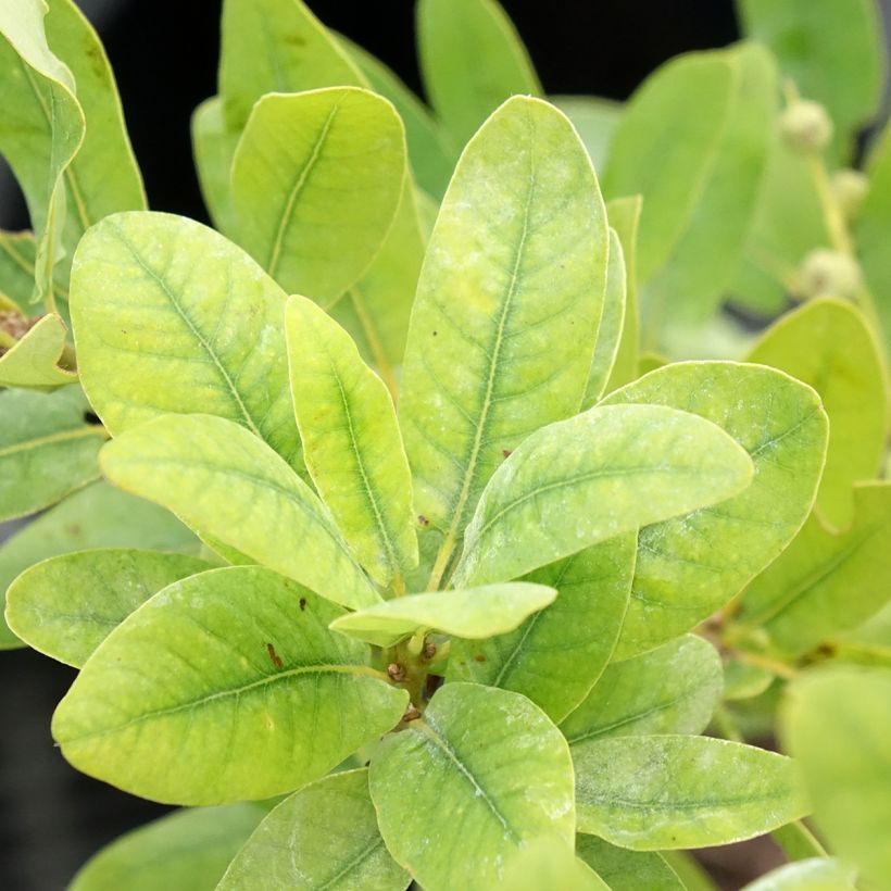 Metsätammi Salicifolia (Lehvistö)