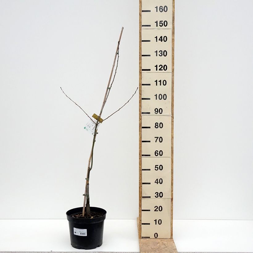 Esimerkki keväällä toimitetusta Quercus rubra Aurea - Chêne rouge d'Amérique doré Pot de 7,5L/10L-taimesta
