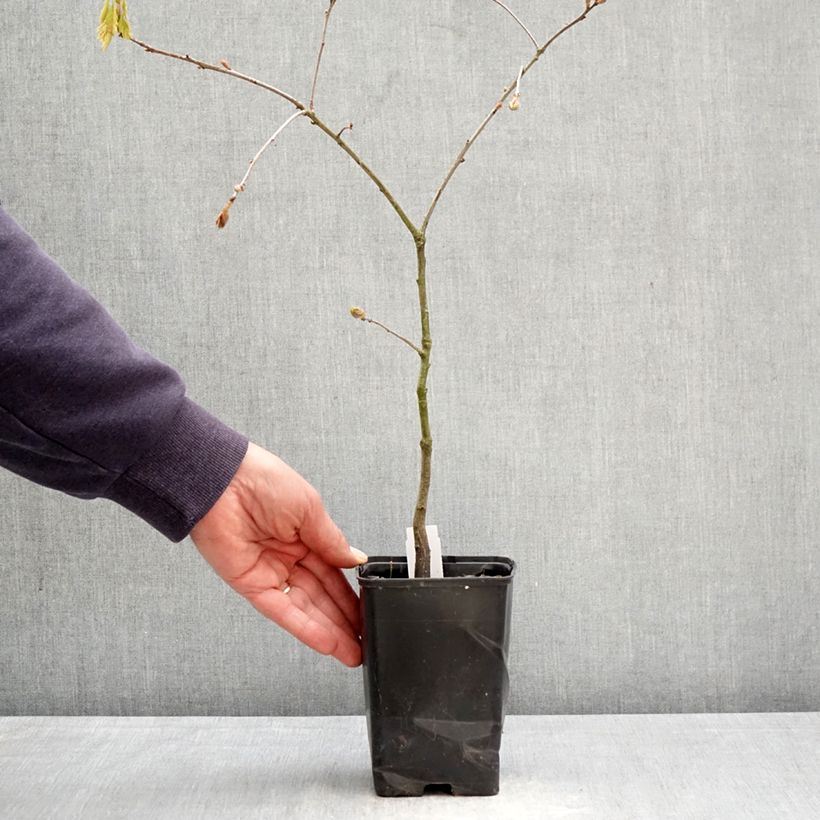 Esimerkki keväällä toimitetusta Punatammi - Quercus rubra Ruukku 12 cm / 13 cm, Baliveau-taimesta