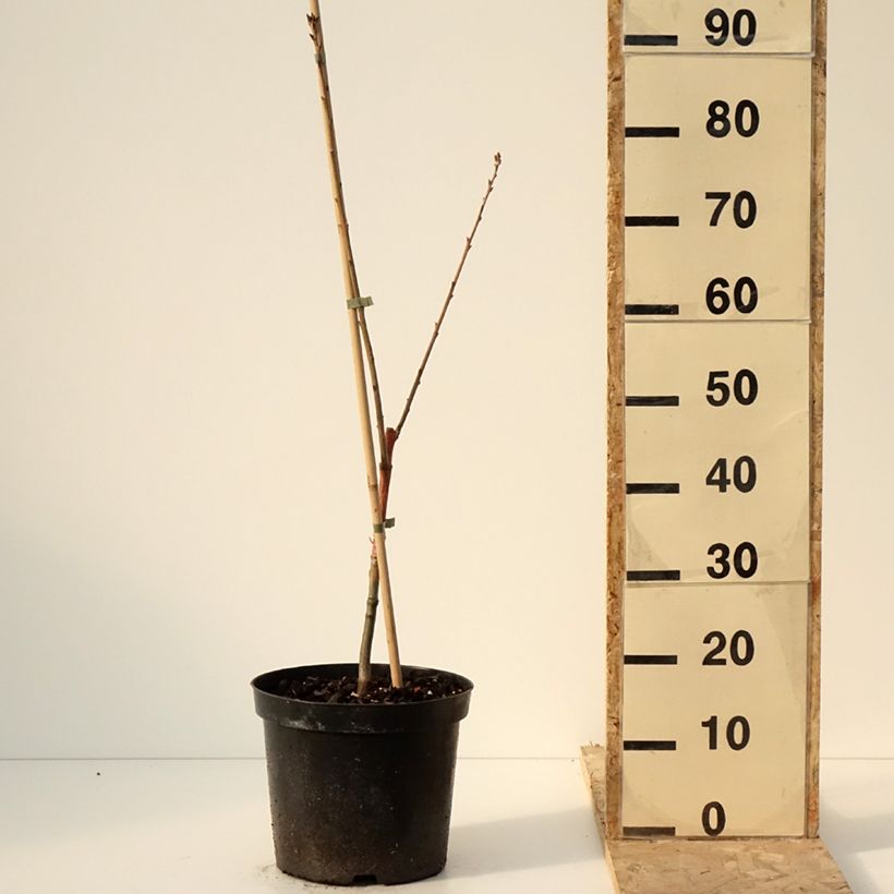 Esimerkki talvella toimitetusta Quercus rubra Wolfsdonk's Pride - Chêne rouge d'Amérique Pot de 7,5L/10L, Tige-taimesta