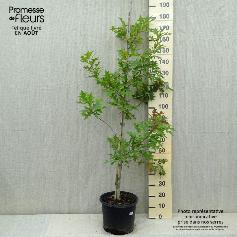 Esimerkki kesällä toimitetusta Tamme New Madrid Pot de 7,5L/10L-taimesta