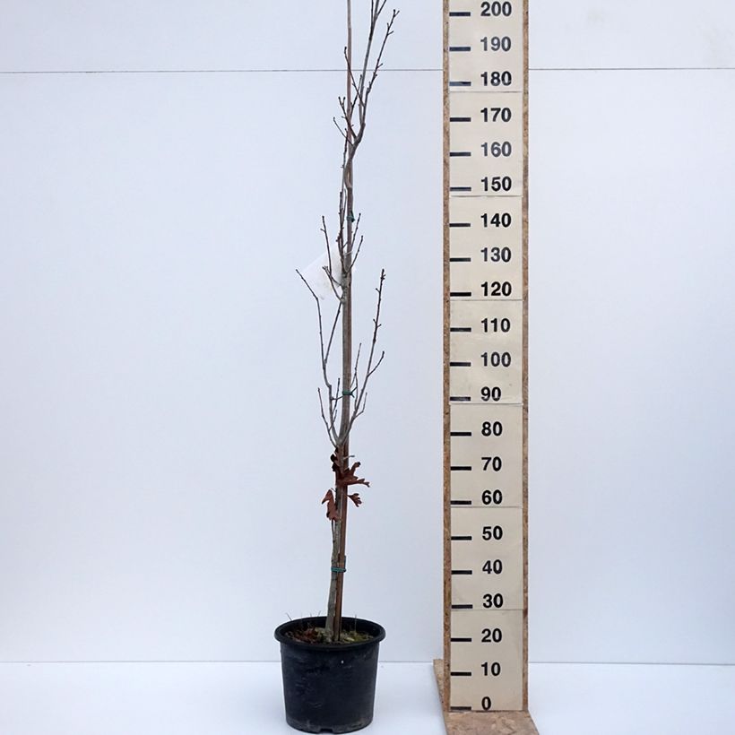 Esimerkki talvella toimitetusta Quercus x warei Chimney Fire - Chêne Pot de 12L/15L, Baliveau-taimesta