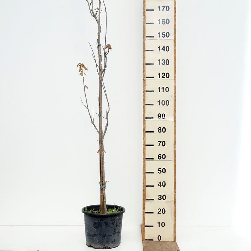 Esimerkki keväällä toimitetusta Tamme Chimney Fire Pot de 12L/15L-taimesta