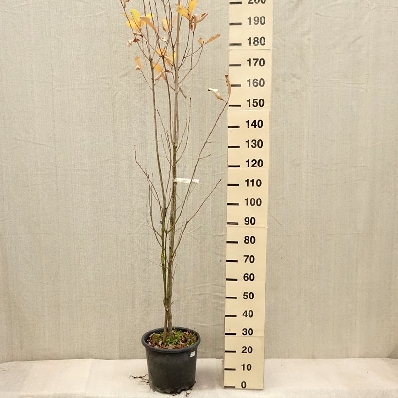 Esimerkki syksyllä toimitetusta Tamme Windcandle 12 litran/15 litran ruukku-taimesta