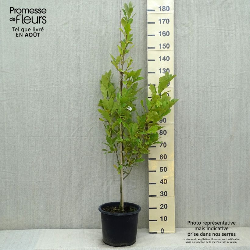 Esimerkki kesällä toimitetusta Tamme Windcandle Pot de 12L/15L-taimesta