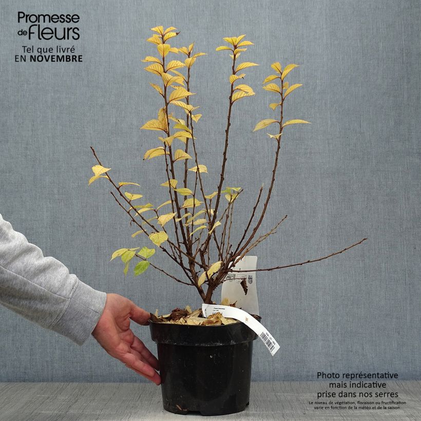 Esimerkki syksyllä toimitetusta Nukkakirsikka - Prunus tomentosa 2 litran/3 litran ruukku-taimesta