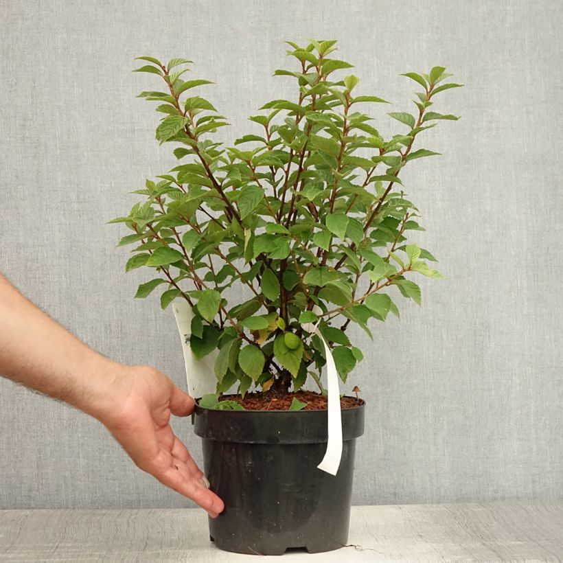 Esimerkki kesällä toimitetusta Nukkakirsikka - Prunus tomentosa Pot de 2L/3L-taimesta