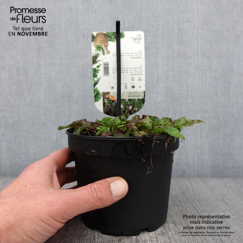 Esimerkki syksyllä toimitetusta Kauriinkello - Campanula rapunculus 1,5 litran / 2 litran kannu-taimesta