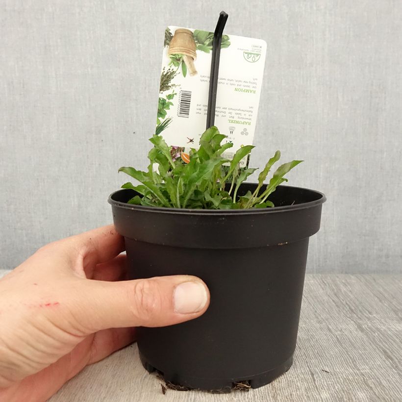 Esimerkki keväällä toimitetusta Kauriinkello - Campanula rapunculus 1,5 litran / 2 litran kannu-taimesta