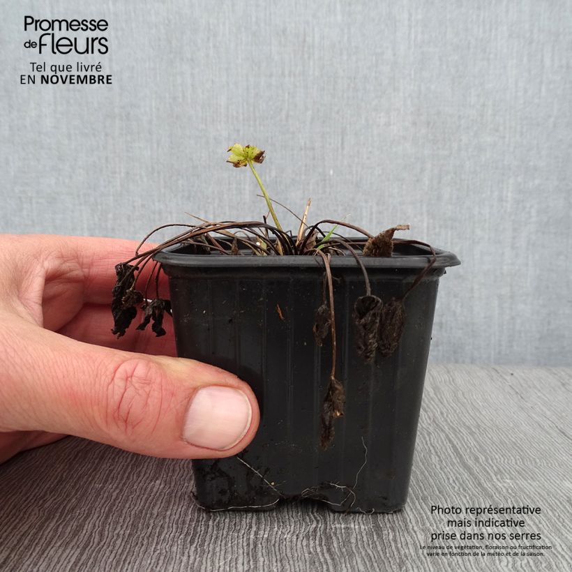Esimerkki syksyllä toimitetusta Niittyleinikki - Ranunculus acris 7/8 cm taimiruukku-taimesta