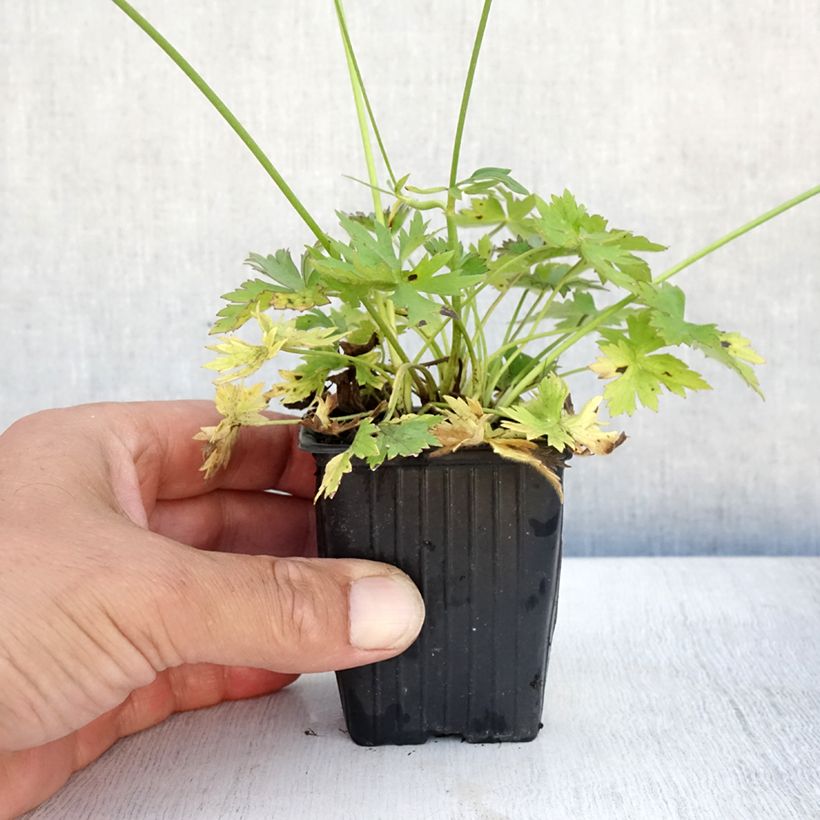 Esimerkki kesällä toimitetusta Niittyleinikki - Ranunculus acris Taimiruukku 7/8 cm-taimesta
