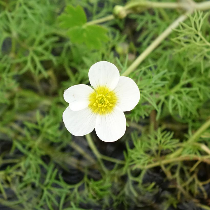 Vesisätkin - Ranunculus aquatilis (Kukinta)