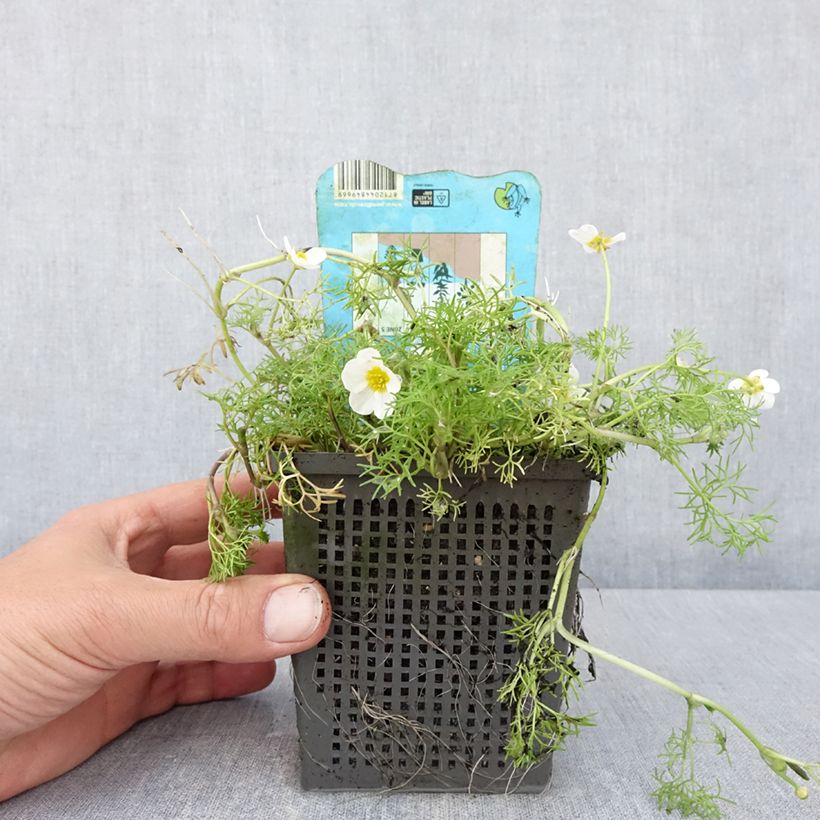 Esimerkki keväällä toimitetusta Vesisätkin - Ranunculus aquatilis 1 litran / 1,5 litran ruukku-taimesta