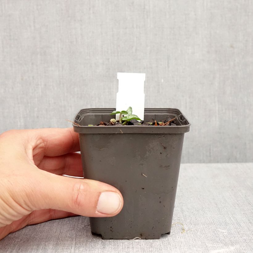 Esimerkki syksyllä toimitetusta Mukulaleinikki Flore Pleno 8/9 cm taimiruukku-taimesta