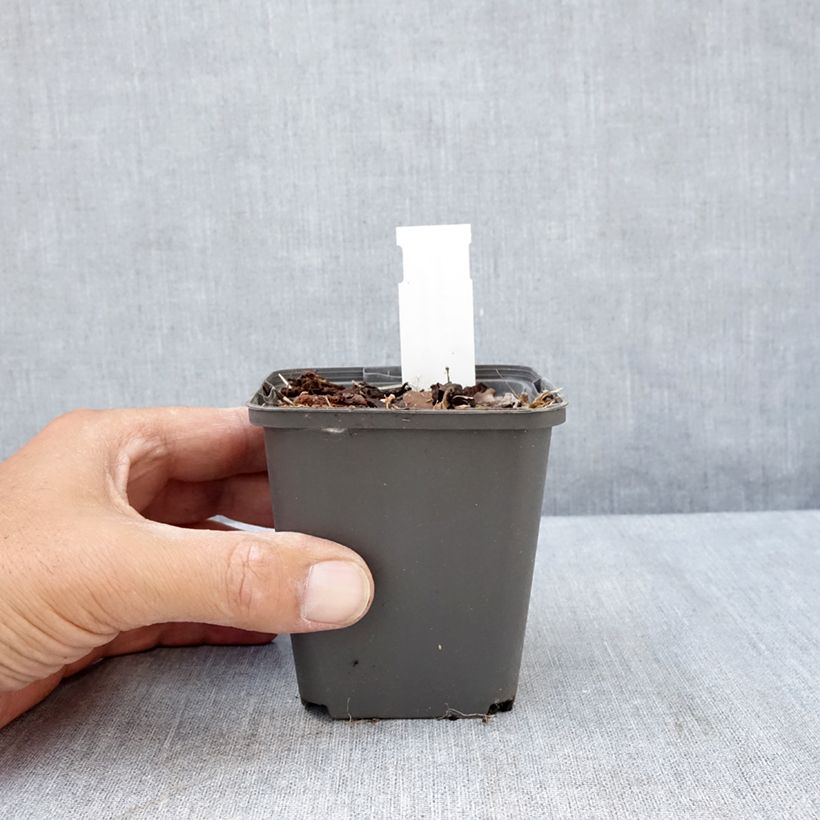 Esimerkki kesällä toimitetusta Mukulaleinikki Flore Pleno Taimiruukku 8/9 cm-taimesta