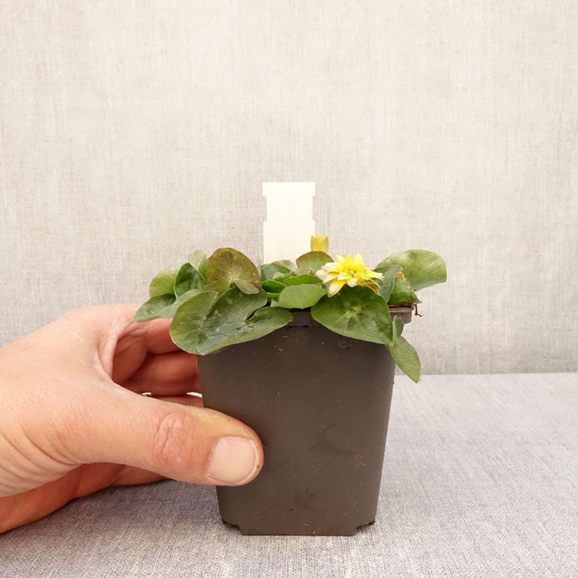 Esimerkki keväällä toimitetusta Ranunculus ficaria Flore pleno - Ficaire fausse-renoncule Godet de 8/9 cm-taimesta