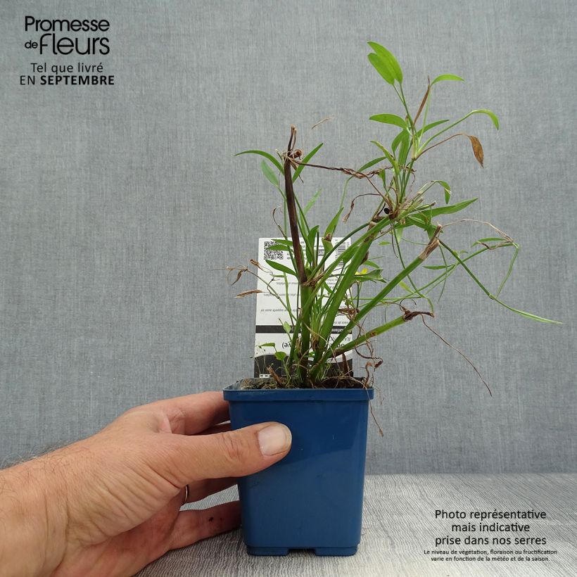 Esimerkki syksyllä toimitetusta Ojaleinikki - Ranunculus flammula 8/9 cm taimiruukku-taimesta