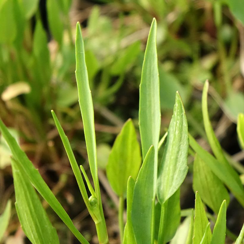 Ojaleinikki - Ranunculus flammula (Lehvistö)