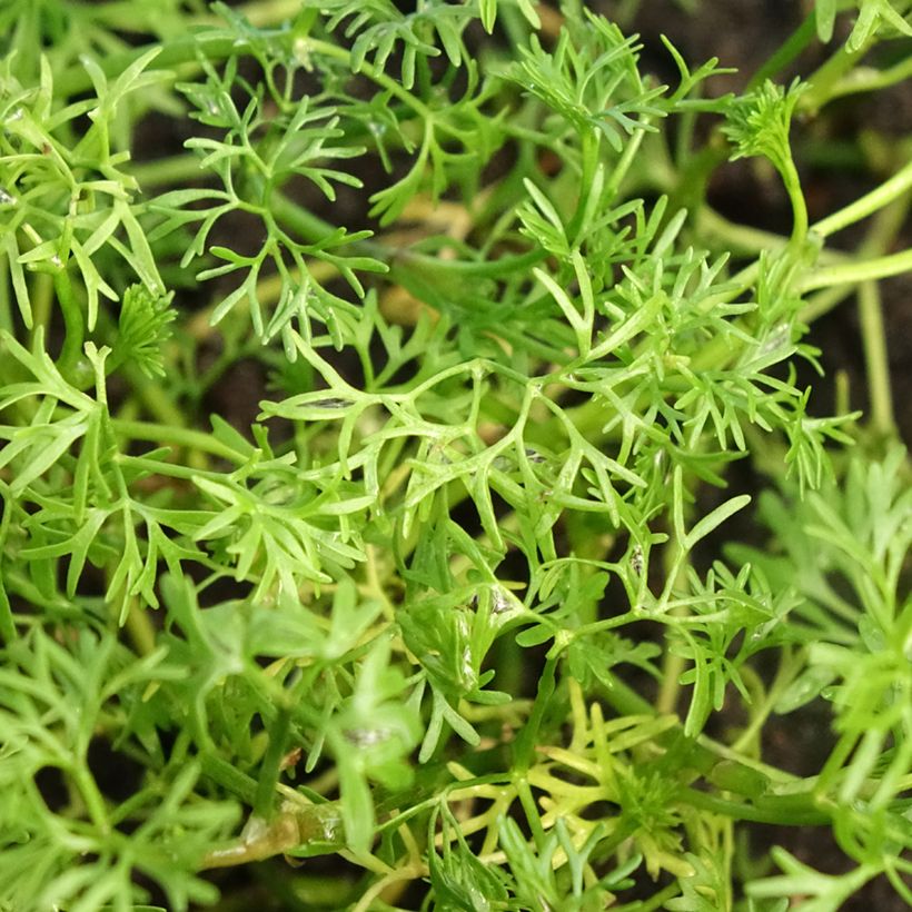 Vesisätkin - Ranunculus aquatilis (Lehvistö)