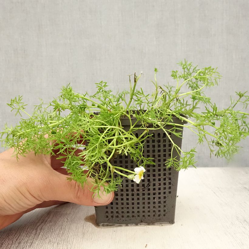 Esimerkki kesällä toimitetusta Ranunculus aquatilis - Renoncule aquatique Pot de 1L/1,5L-taimesta