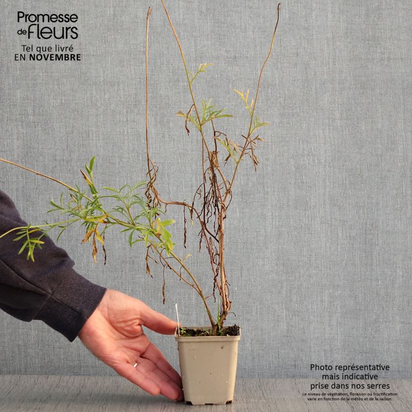 Esimerkki syksyllä toimitetusta Keltahatu Pulcherrima 8/9 cm taimiruukku-taimesta