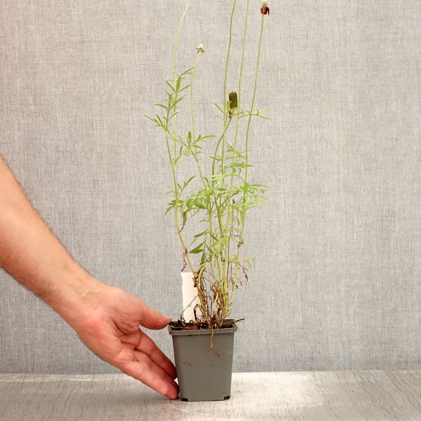 Esimerkki kesällä toimitetusta Keltahatu Pulcherrima Godet de 8/9 cm-taimesta