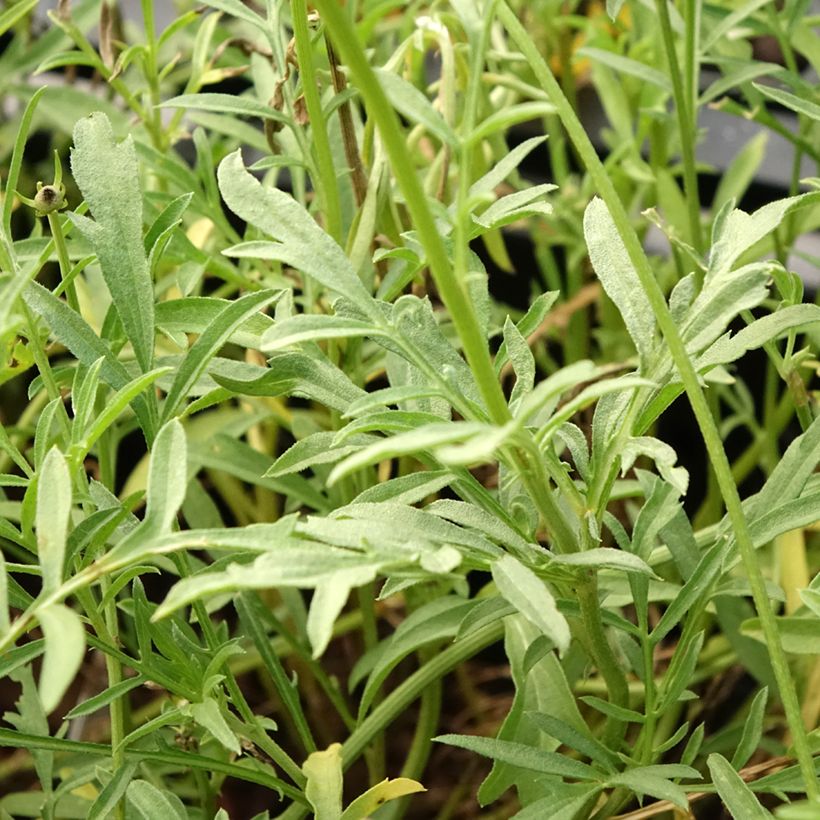 Keltahatu Pulcherrima (Lehvistö)