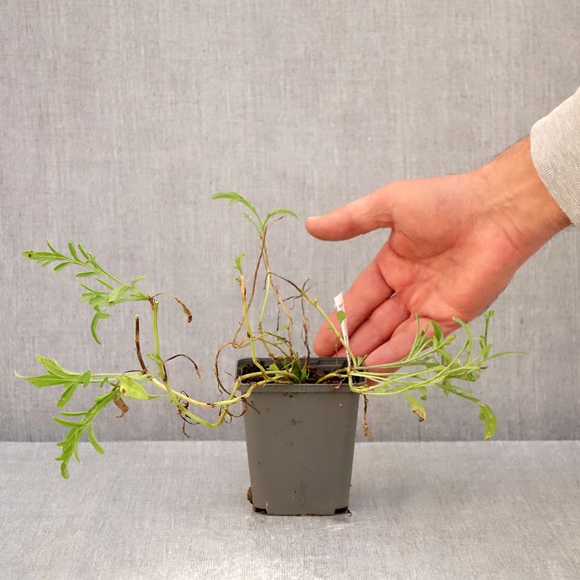 Esimerkki syksyllä toimitetusta Keltahatu Red Midget 8/9 cm taimiruukku-taimesta