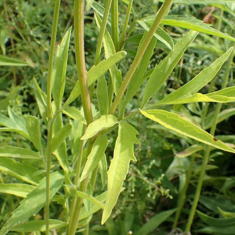 Preeriakeltahattu - Ratibida pinnata (Lehvistö)