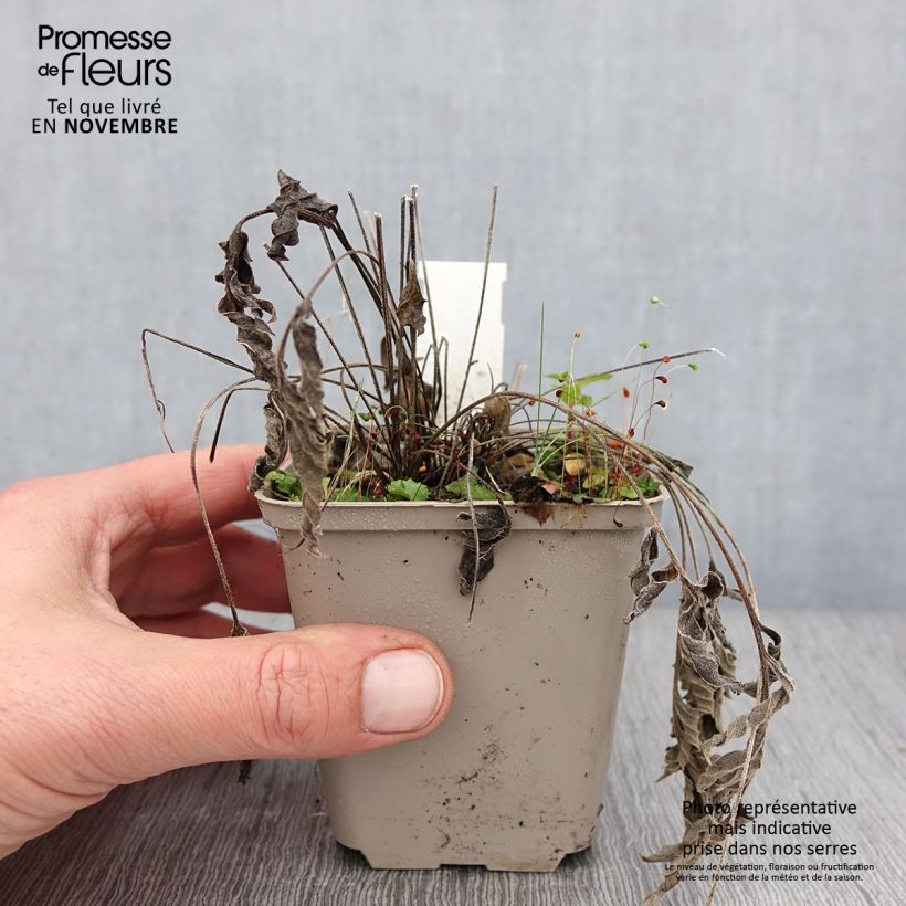 Esimerkki syksyllä toimitetusta Preeriakeltahattu - Ratibida pinnata 8/9 cm taimiruukku-taimesta