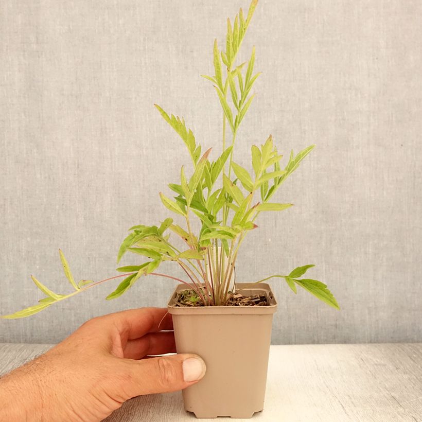 Esimerkki kesällä toimitetusta Preeriakeltahattu - Ratibida pinnata Godet de 8/9 cm-taimesta