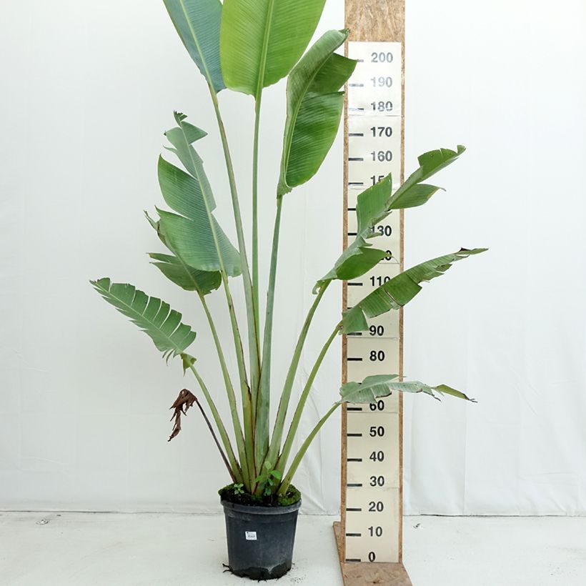 Esimerkki syksyllä toimitetusta Matkustajainpuu - Ravenala madagascariensis 12 litran/15 litran ruukku-taimesta