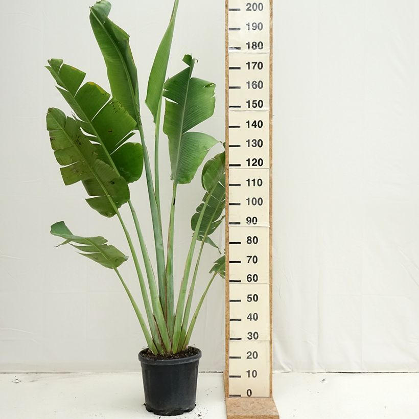 Esimerkki kesällä toimitetusta Matkustajainpuu - Ravenala madagascariensis Pot de 12L/15L-taimesta