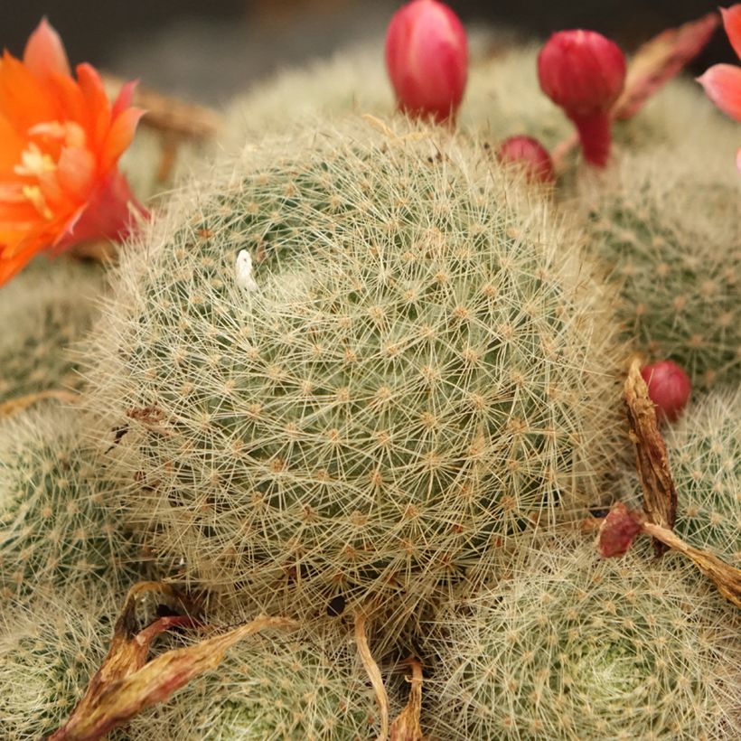 Rebutia sp. (Lehvistö)