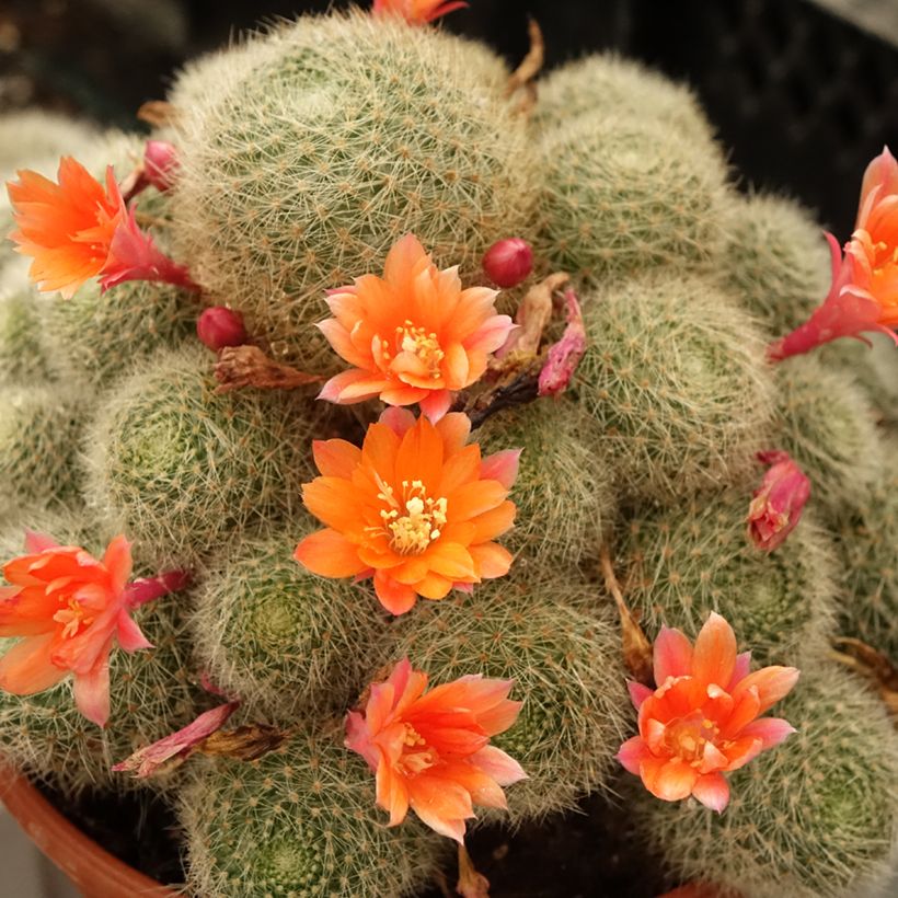 Rebutia sp. (Kukinta)