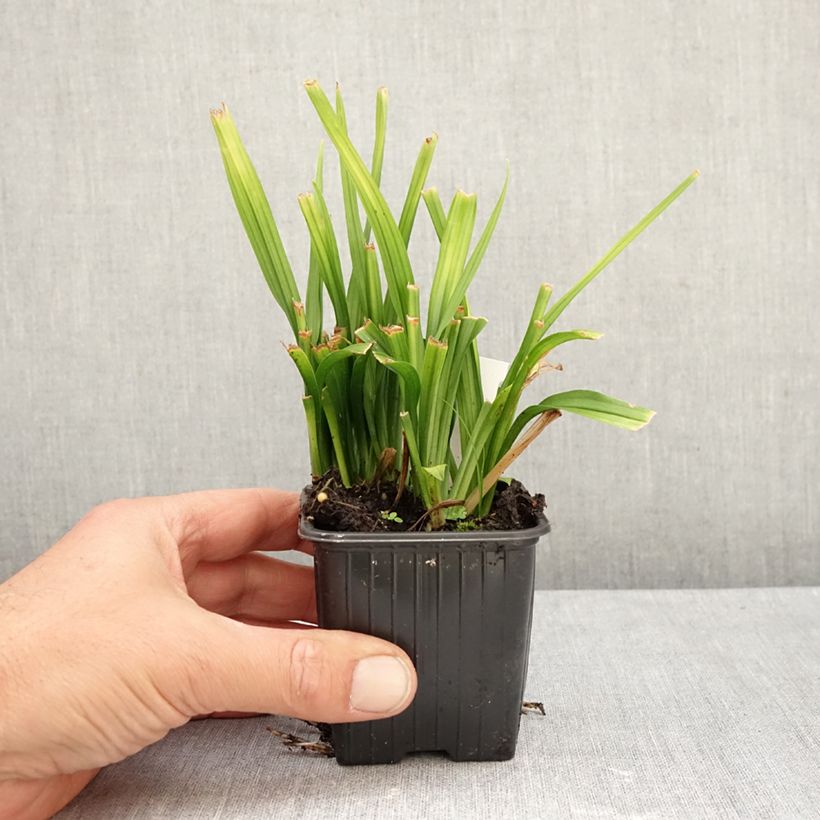 Esimerkki syksyllä toimitetusta Reineckea carnea 8/9 cm taimiruukku-taimesta