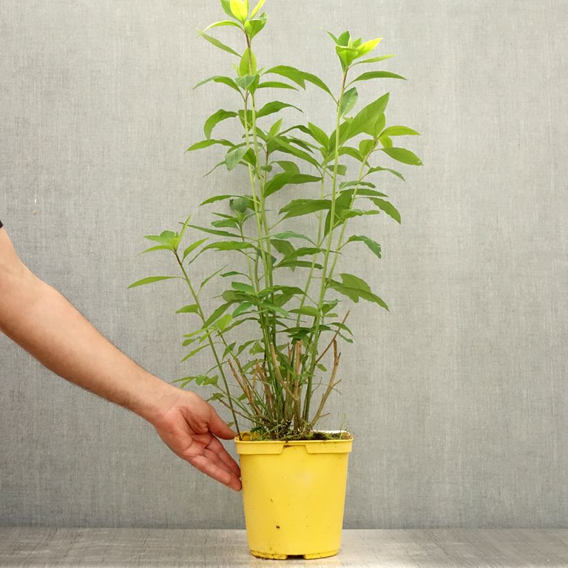 Esimerkki kesällä toimitetusta Reinwardtia indica Pot de 4L/5L-taimesta