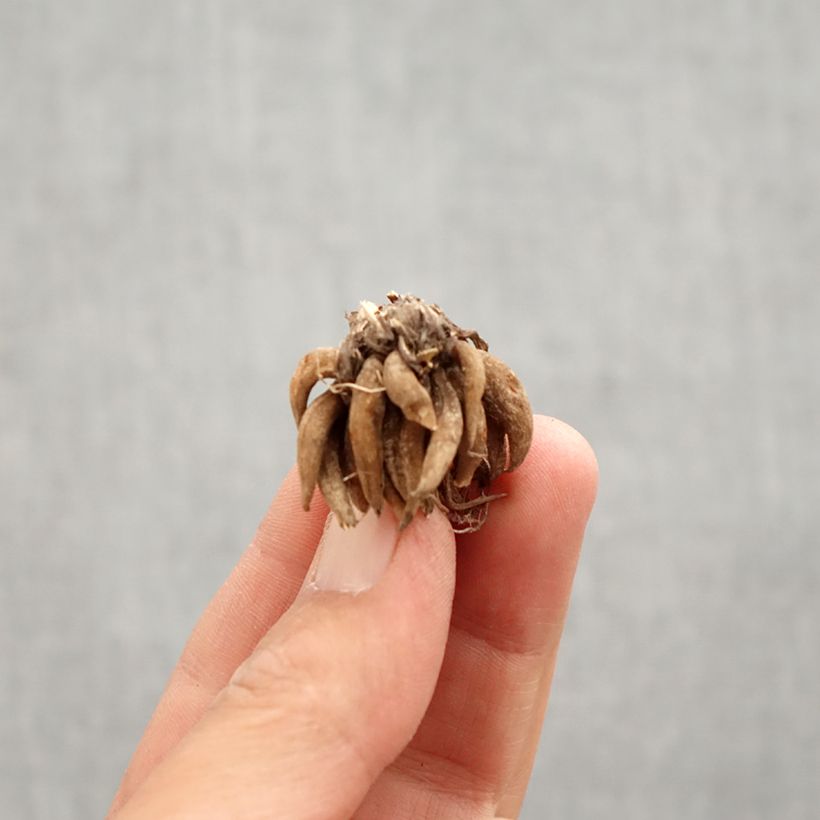 Esimerkki keväällä toimitetusta Jaloleinikki White Sipuli Koko 8+-taimesta