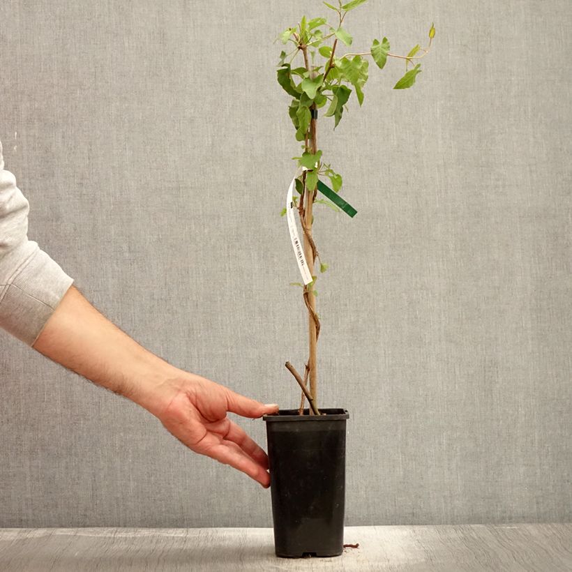 Esimerkki syksyllä toimitetusta Vallitatar - Fallopia aubertii 1,5 litran / 2 litran kannu-taimesta
