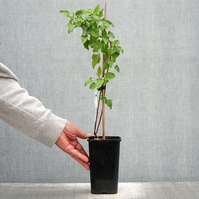Esimerkki kesällä toimitetusta Vallitatar - Fallopia aubertii Pot de 1,5L/2L-taimesta
