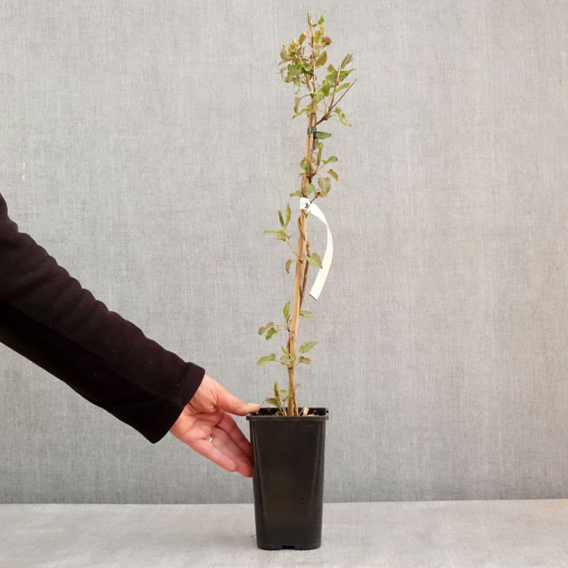 Esimerkki keväällä toimitetusta Renouée grimpante - Fallopia aubertii Pot de 1,5L/2L-taimesta